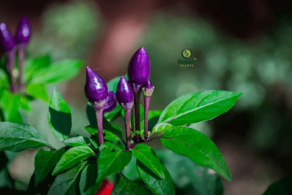 Ornamental Peppers in a Container Garden