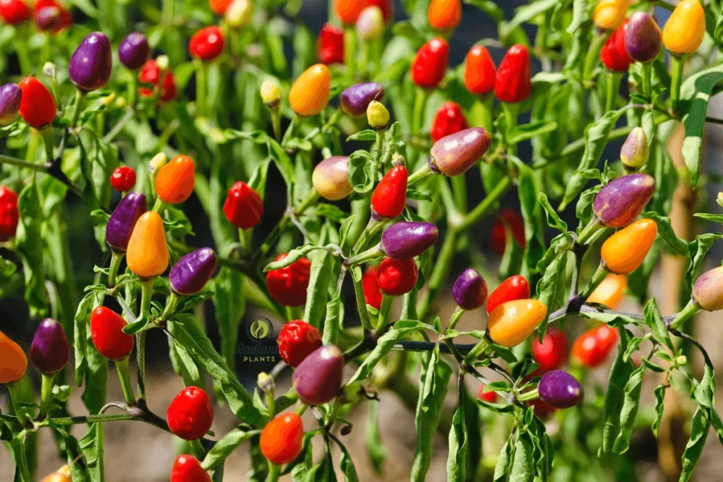 Decorative Ornamental Pepper Plants in a Garden Bed