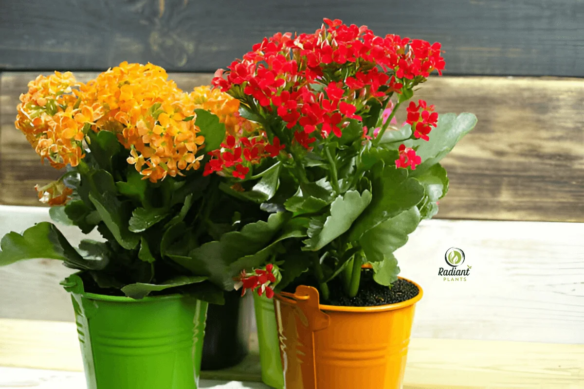 A thriving Calandiva plant with colorful blooms, demonstrating beginner-friendly care tips like proper watering, fertilizing, and pest prevention for long-lasting beauty.