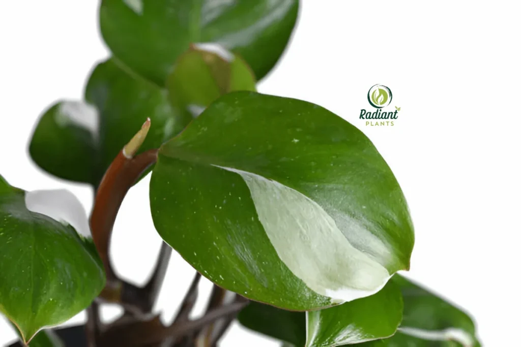 A vibrant Philodendron White Knight thriving in bright, indirect light. The image captures the plant’s lush foliage and intricate variegation, making it a must-have for plant enthusiasts.