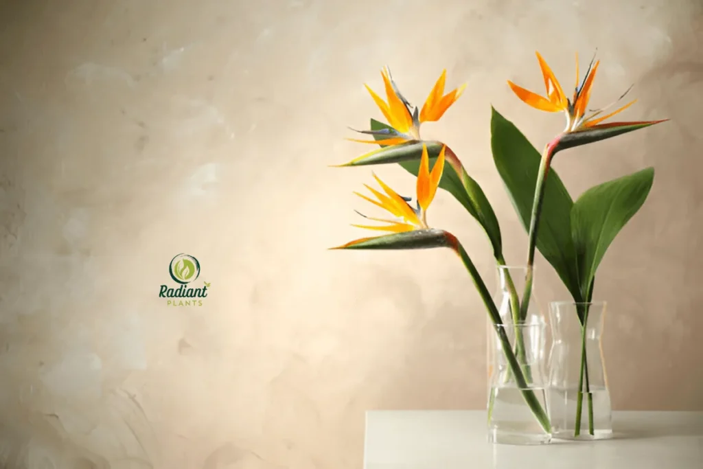 A collection of low-maintenance tropical plants like Snake Plant, ZZ Plant, and Philodendron, thriving in a cozy indoor setting. Ideal for beginners and plant enthusiasts alike.