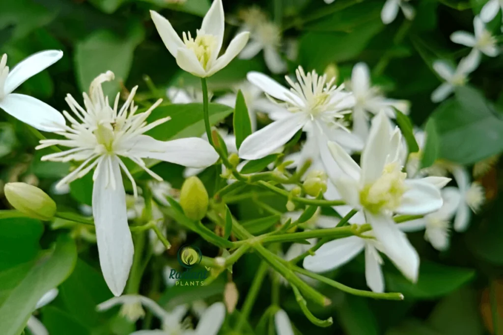 A view of the Night Blooming Jasmine (Cestrum nocturnum) in a garden, with its white, star-like flowers glowing under the moonlight. This plant is a favorite for adding fragrance and charm to evening gardens.