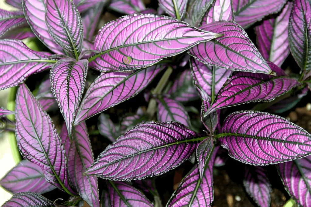 Close-up of Persian Shield plants with shimmering, metallic purple leaves. The iridescent foliage stands out against a lush tropical garden background, creating a vibrant and exotic scene.