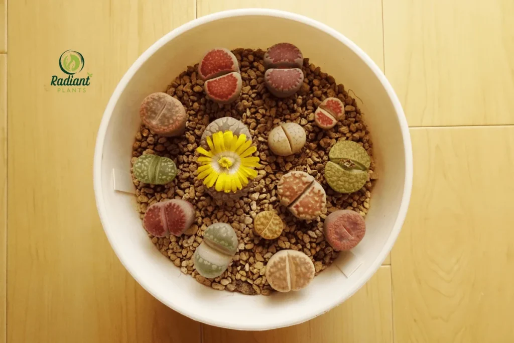 A close-up of rare Lithops, also known as living stones, showcasing their unique stone-like appearance with intricate patterns. These small, drought-tolerant succulents blend into their arid environment, making them one of nature's most fascinating camouflaged plants.