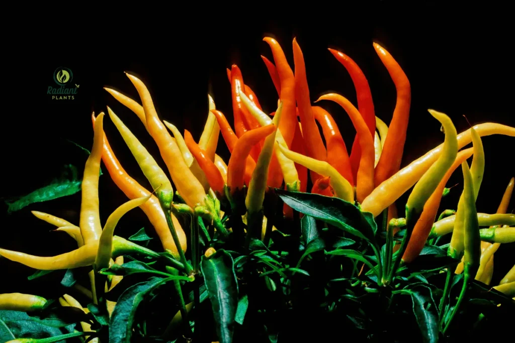 Bright and Spicy Ornamental Peppers