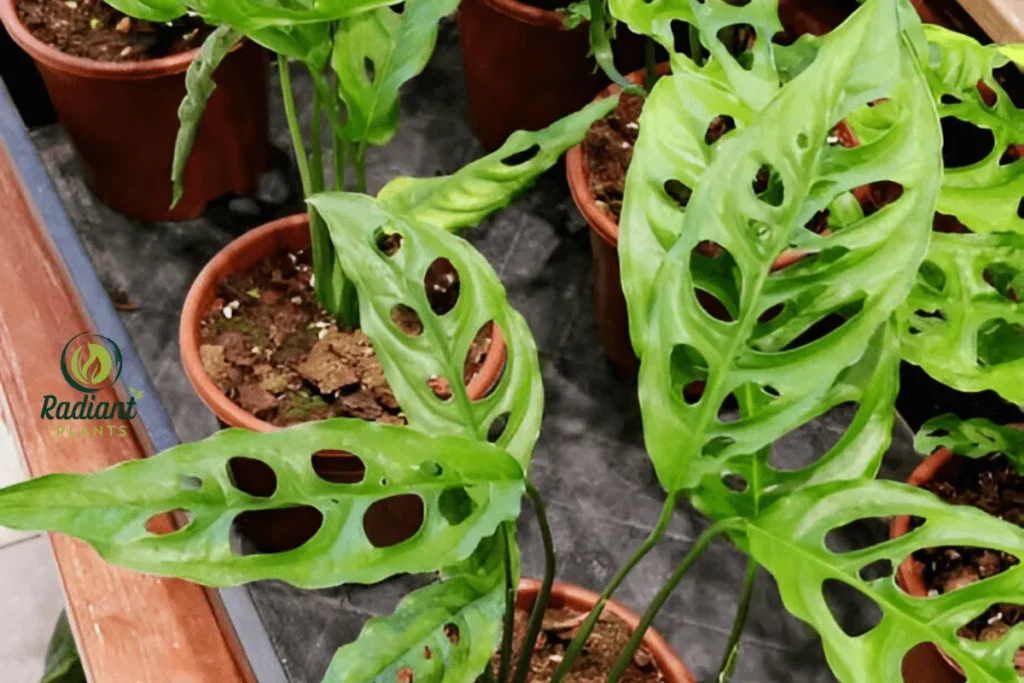 A close-up of the rare Monstera Obliqua, showcasing its ultra-thin, lace-like leaves with large natural holes. This elusive tropical plant, often mistaken for Monstera Adansonii, is prized by collectors for its fragile beauty and rarity.