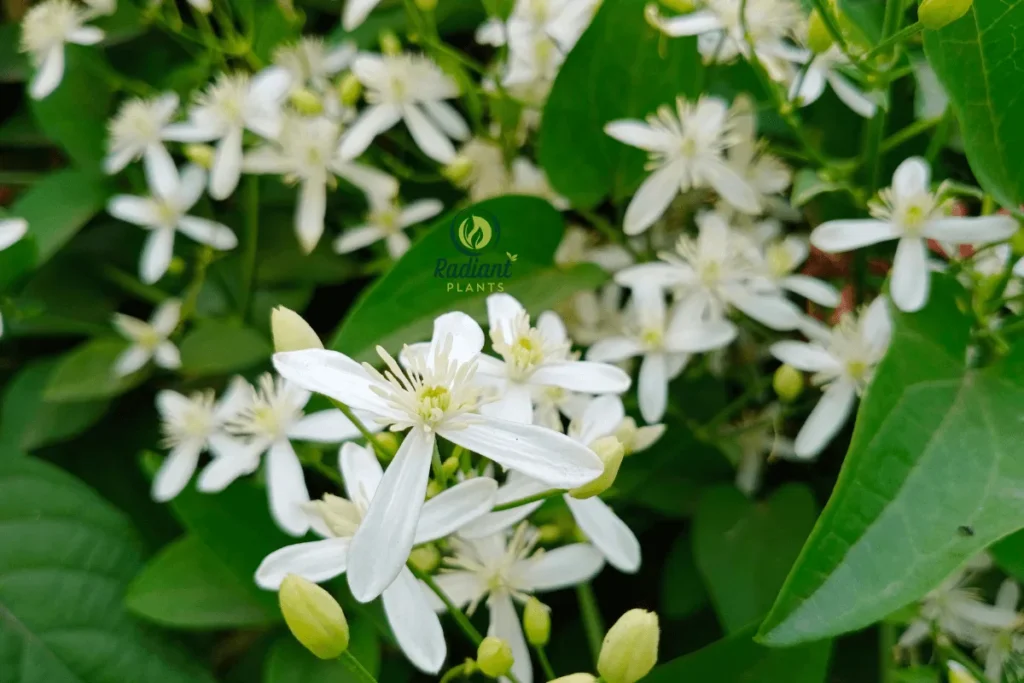 Close-up of Night Blooming Jasmine (Cestrum nocturnum) showcasing its delicate white flowers. This fragrant plant blooms at night, filling the air with a sweet, intoxicating scent that attracts nocturnal pollinators.