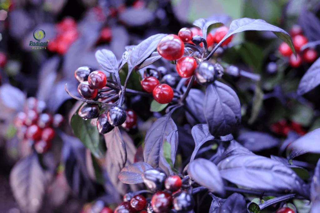 Vibrant Ornamental Peppers in Full Bloom