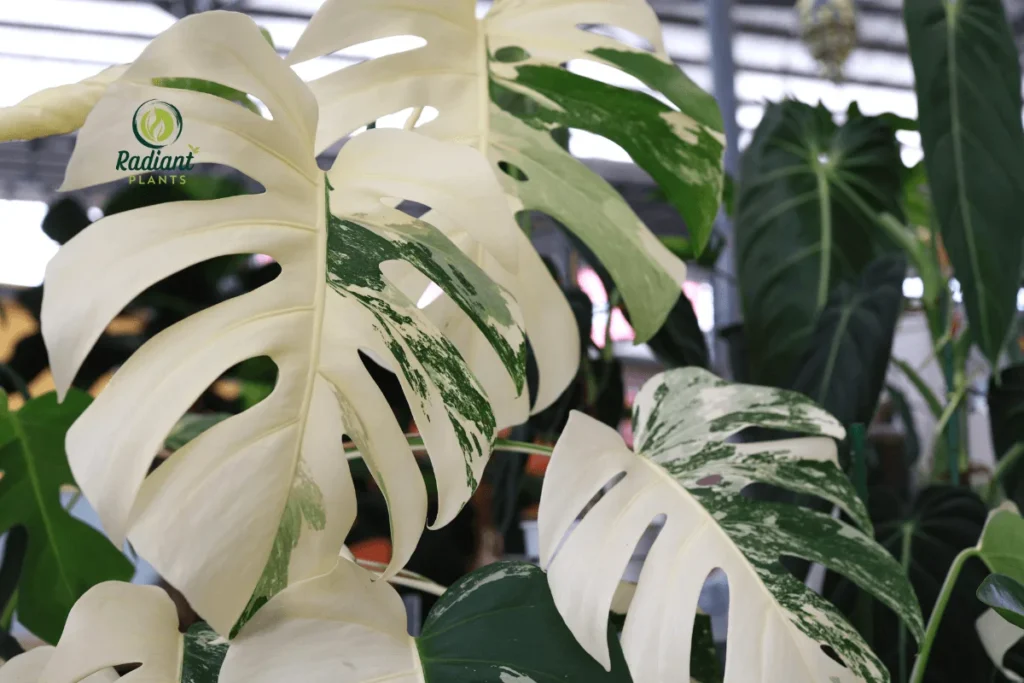 A close-up of a rare Variegated Monstera Deliciosa, showcasing its large, glossy leaves with striking white and green marbled patterns. This exotic plant, a prized addition to any indoor jungle, radiates tropical elegance and rarity.