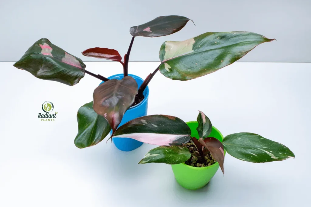 Thriving Variegated Plants for Home Decor