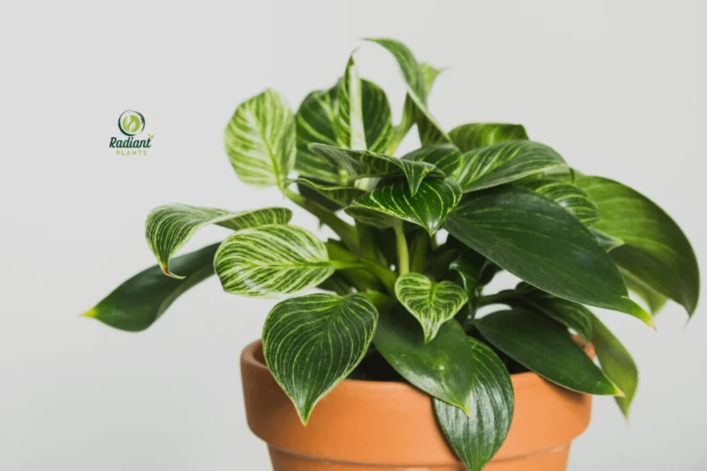 Variegated Plants: Nature’s Living Artwork