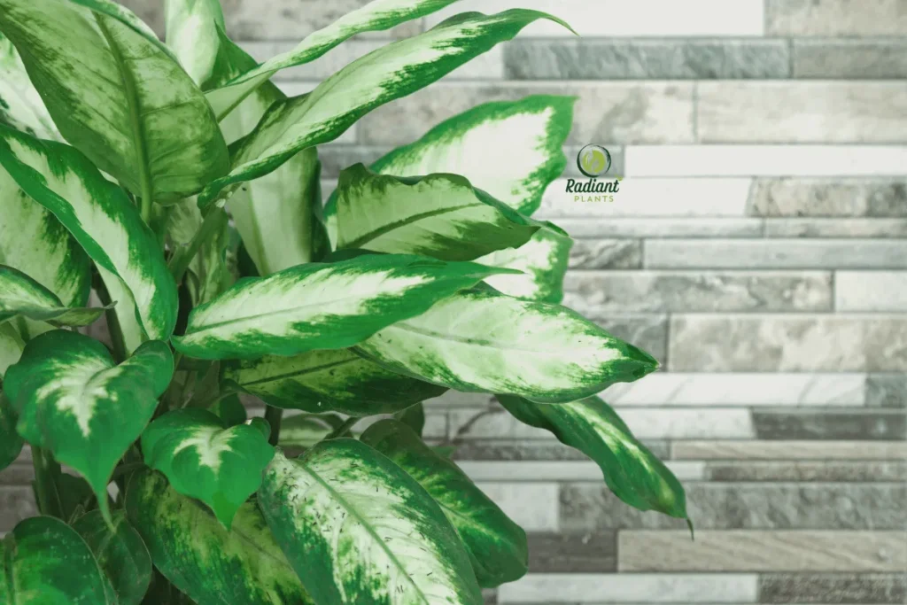 Elegant Variegated Houseplants for Any Room