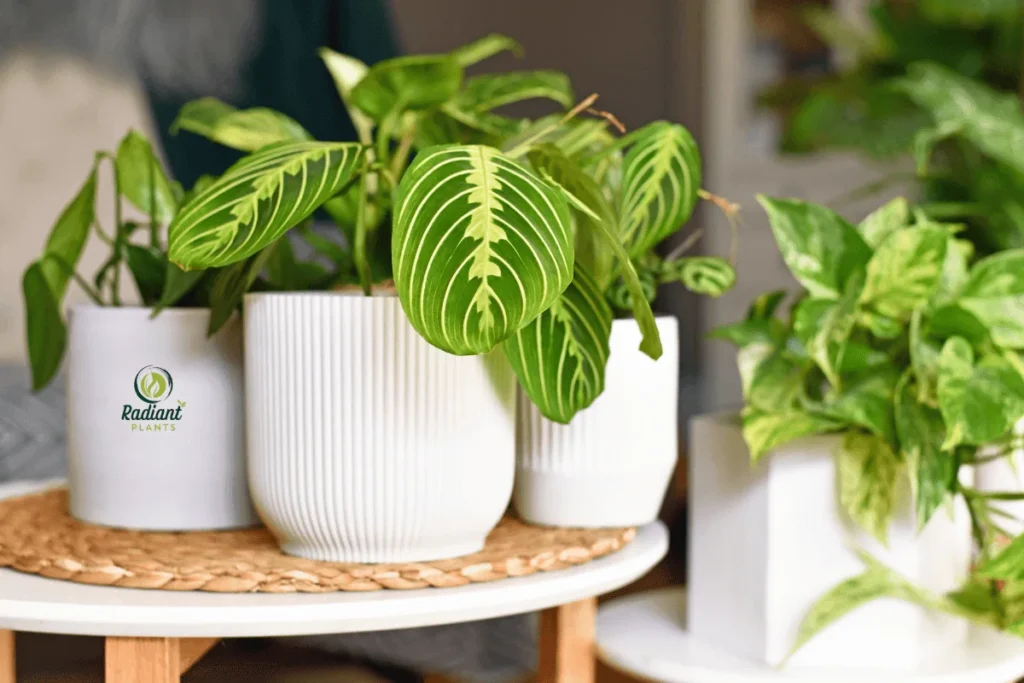 Indoor Variegated Plants for a Fresh Look