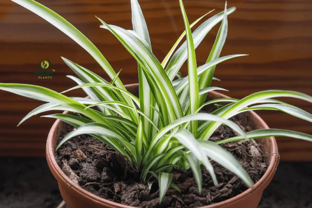 Lush Variegated Plants with Unique Foliage