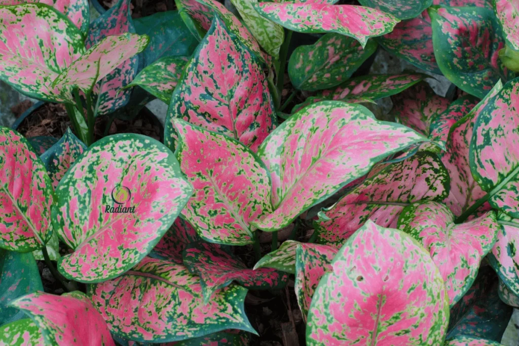 Stunning Variegated Plants for Indoor Spaces