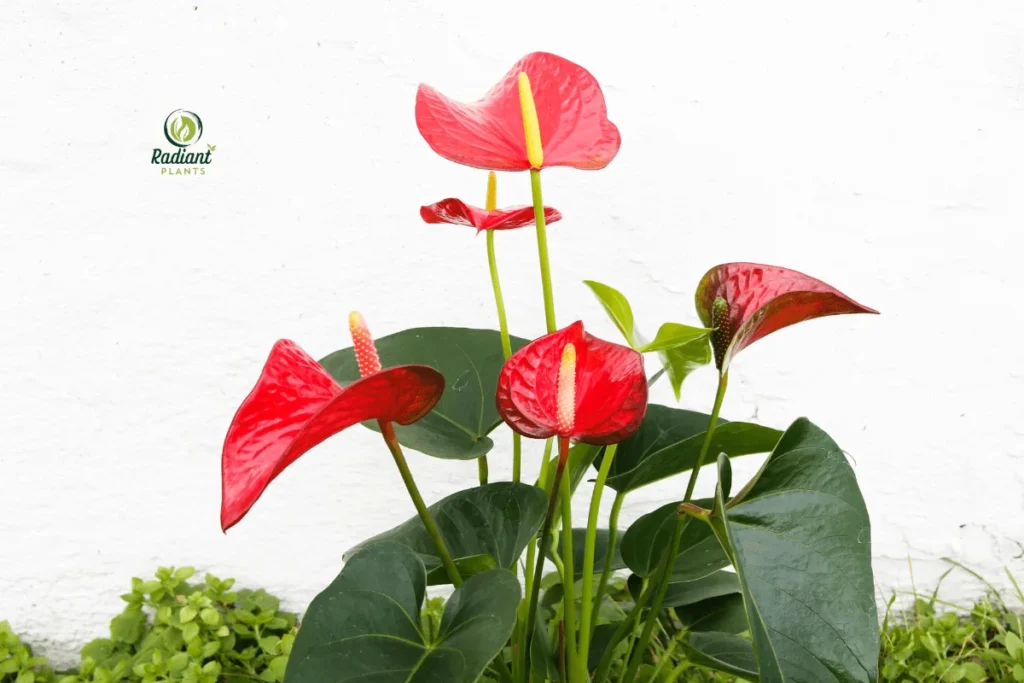 Transform Your Space with Red-Hued Greenery