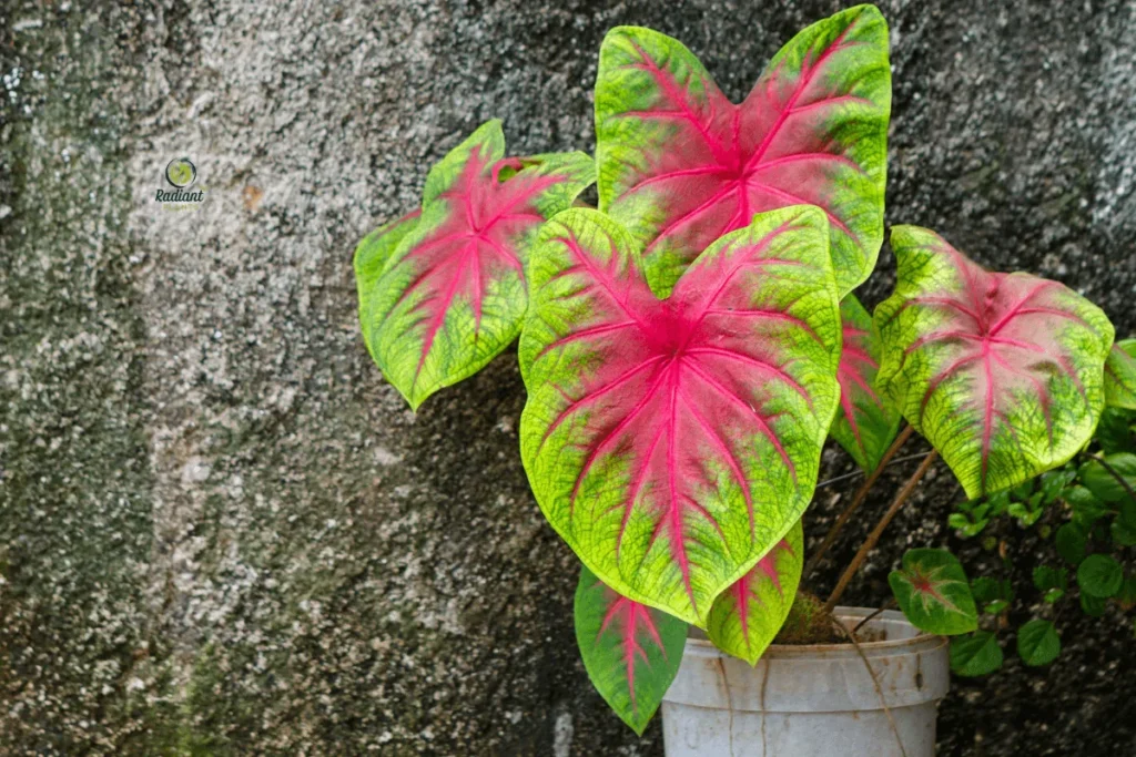 Red Prayer Plant Leaf Detail