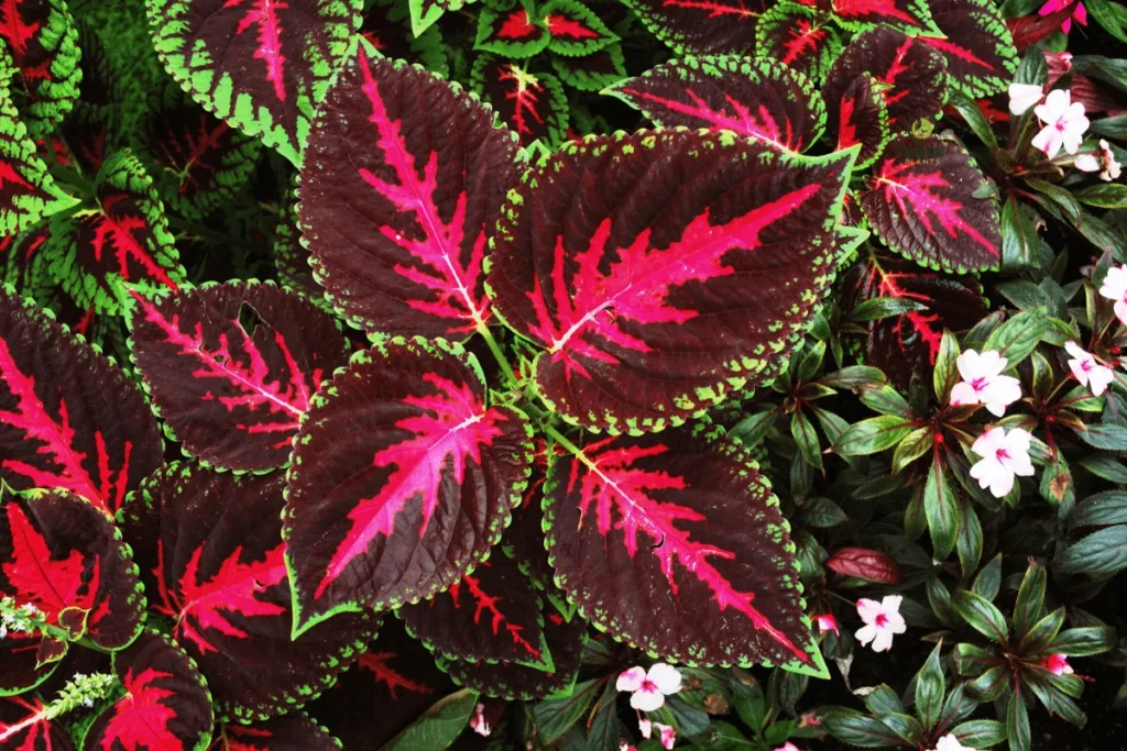 Red Plants Care and Maintenance Guide