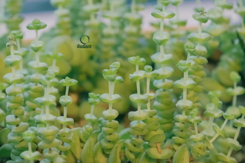 Baby’s Necklace Jade Plant with Bead-like Leaves