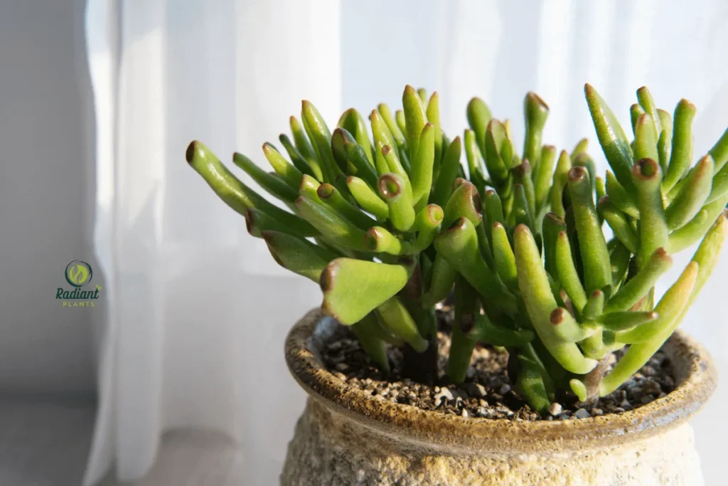 Crassula ‘Gollum