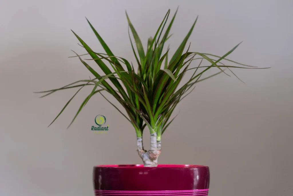 Stylish Cane Plant Adding Elegance to Any Space