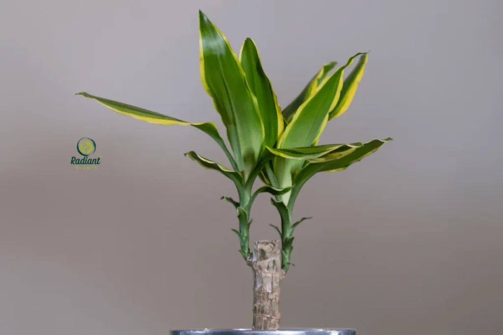 Elegant Cane Plant for a Fresh Indoor Look