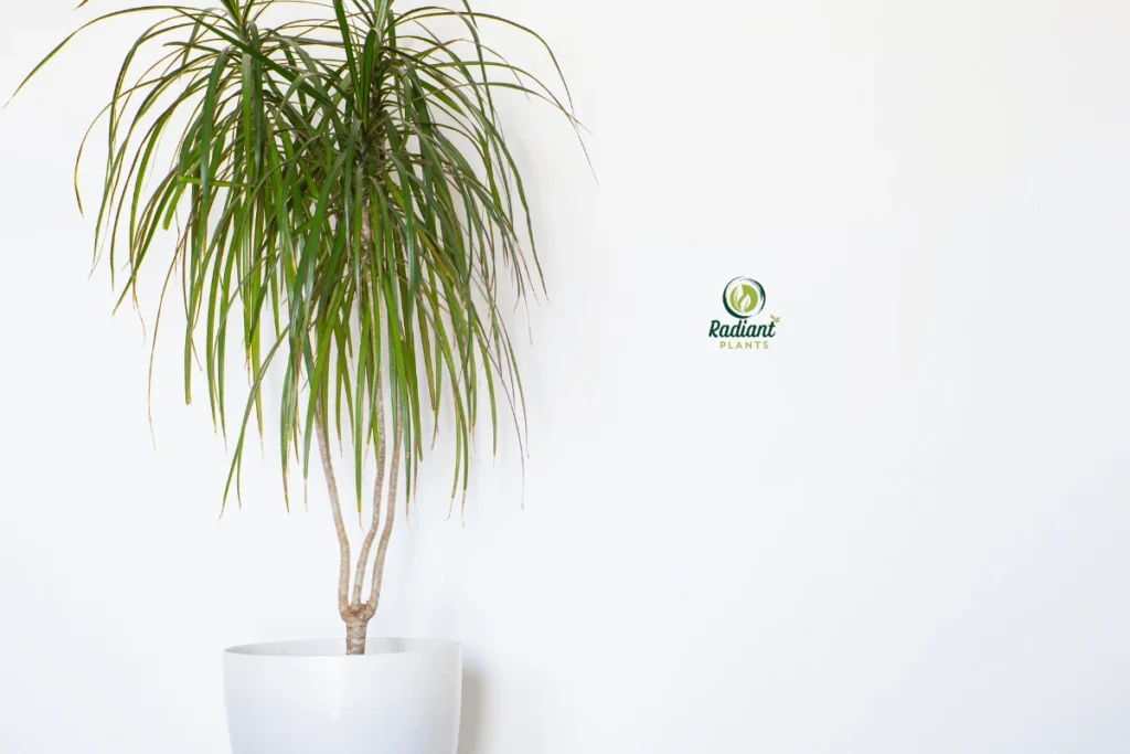 Tall Cane Plant Enhancing Home Décor