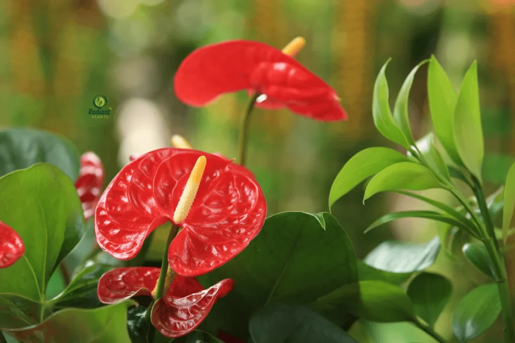 Vibrant Red Houseplants Collection