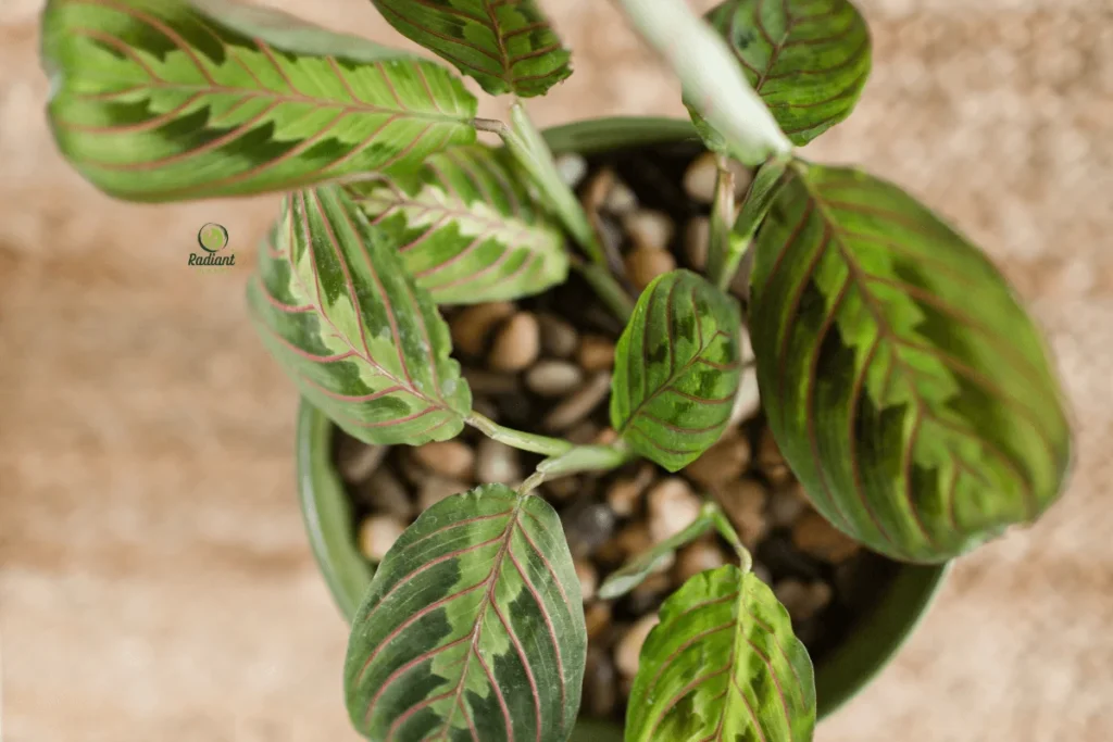 Red Aglaonema in Modern White Planter