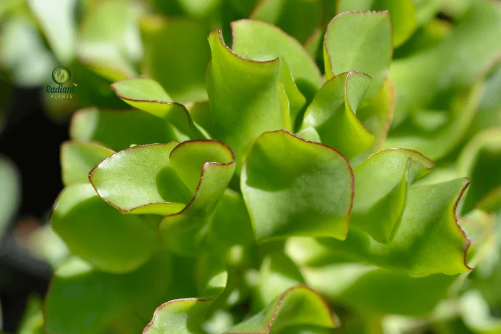 Classic Jade Plant with Thick, Glossy Green Leaves