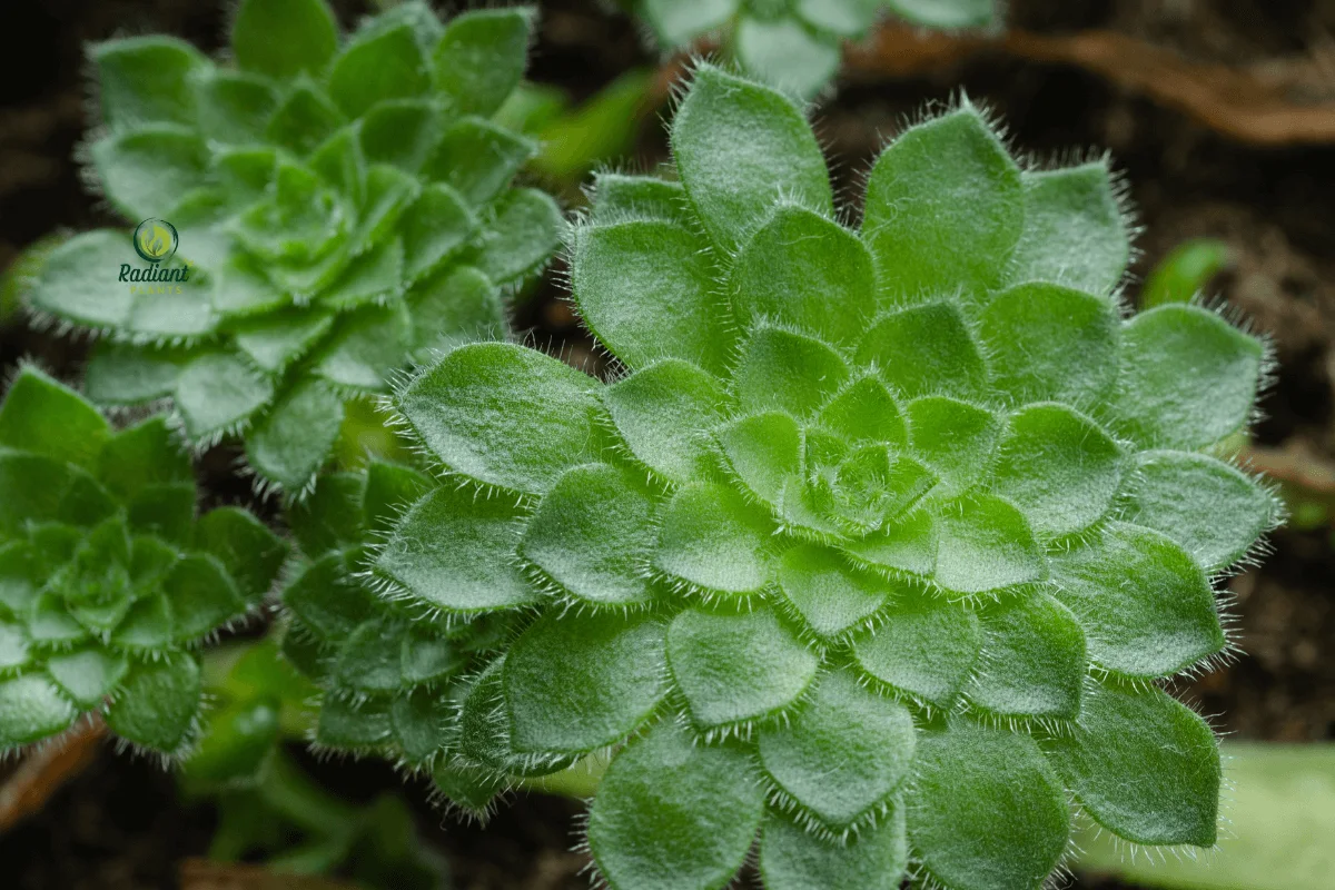 Healthy Saucer Plant (Aeonium tabuliforme) in a Decorative Pot