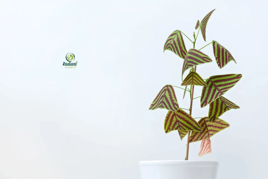 Stunning Swallowtail Plant with Delicate Butterfly Leaves