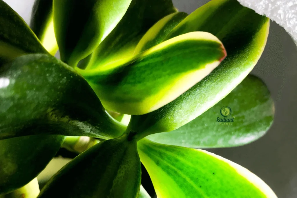 Crassula Marnieriana (Worm Jade) with Long, Cylindrical Stems