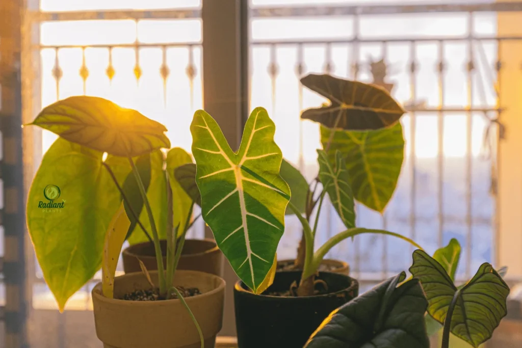 Bold and Unique Alocasia Plant Types