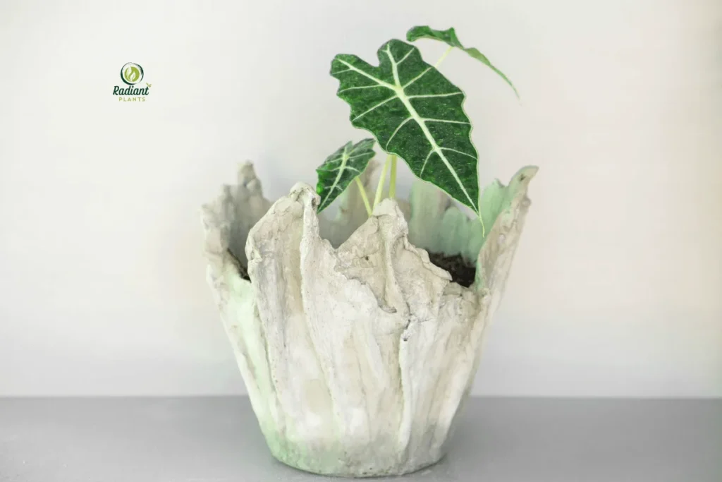 elephant-ear-plant-types-comparison-table
