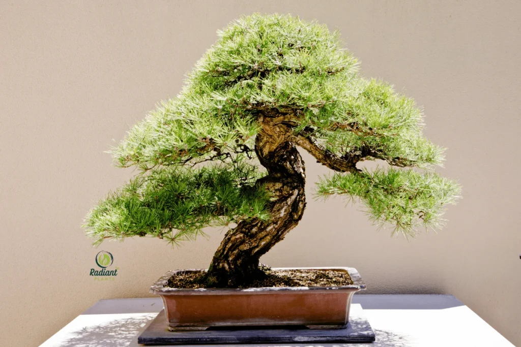 Bonsai Trees