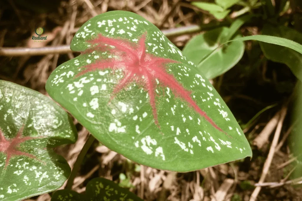 tropical-landscape-with-elephant-ear-plants