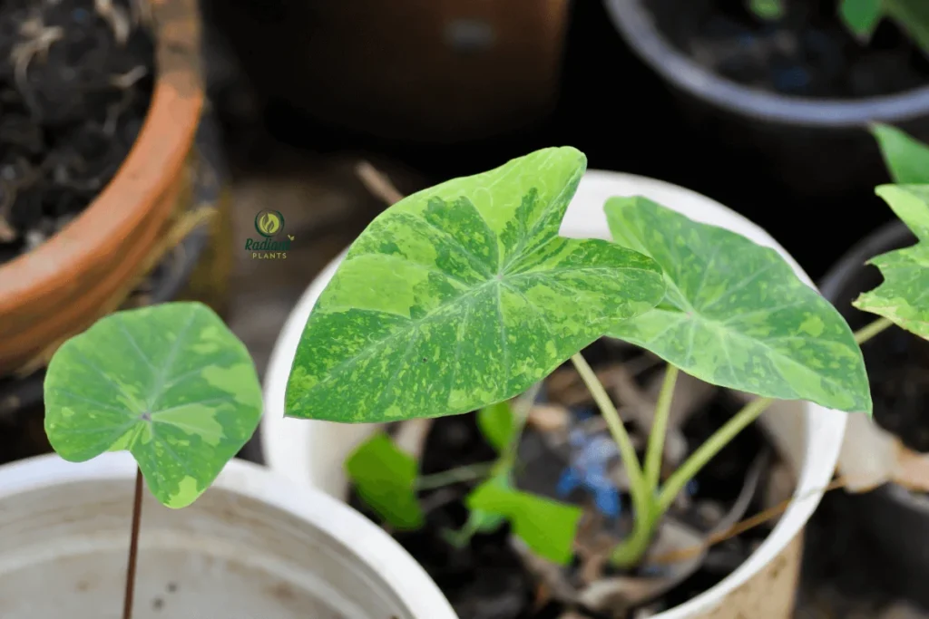 outdoor-elephant-ear-plants-in-garden