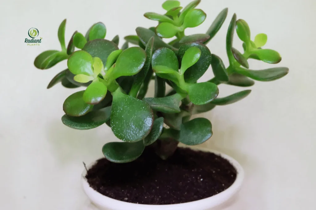 Elegant Chinese Foliage to Elevate Your Home