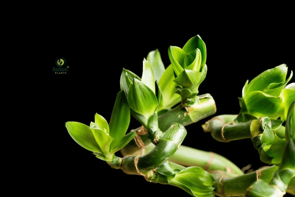 Chinese Plants with Breathtaking Foliage