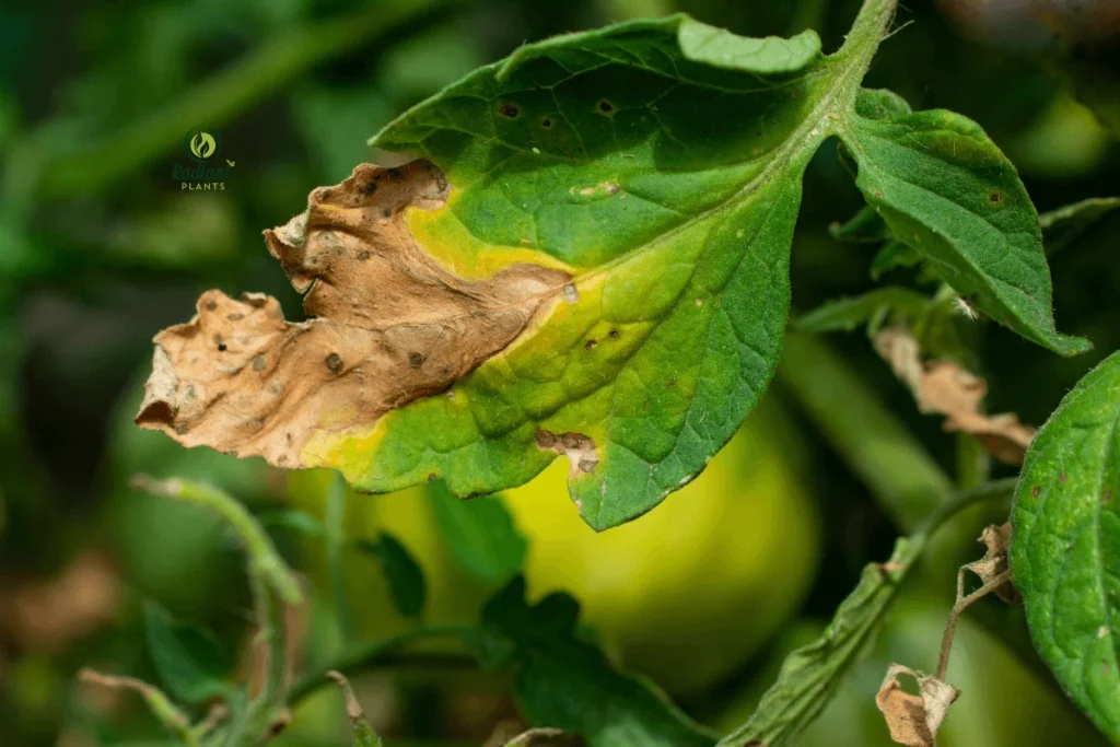 A close-up image of plant leaves with brown spots, highlighting common symptoms of fungal infections, pests, or watering issues.