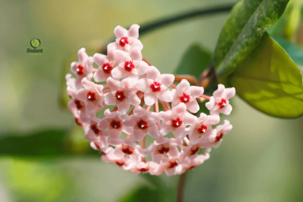 Hoya Plant Thriving in Natural Light