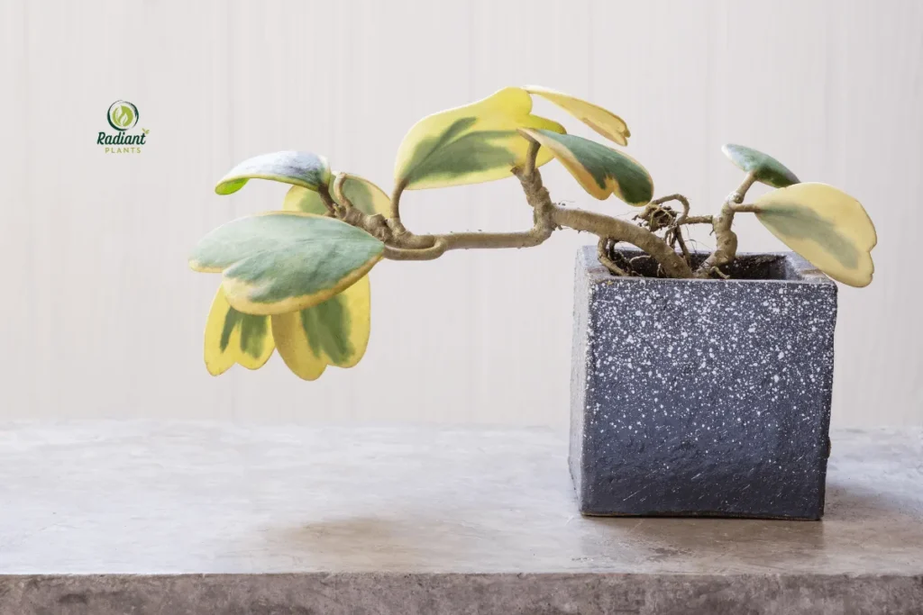 Variegated Hoya Plant Leaves