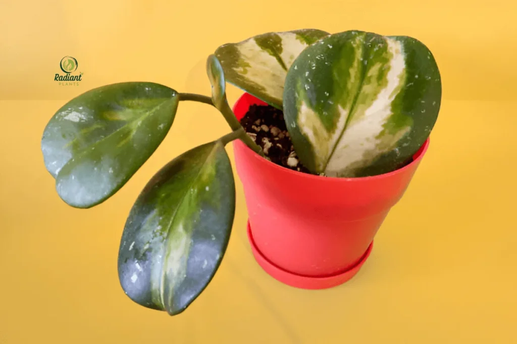 Hoya Plant Displayed on a Shelf