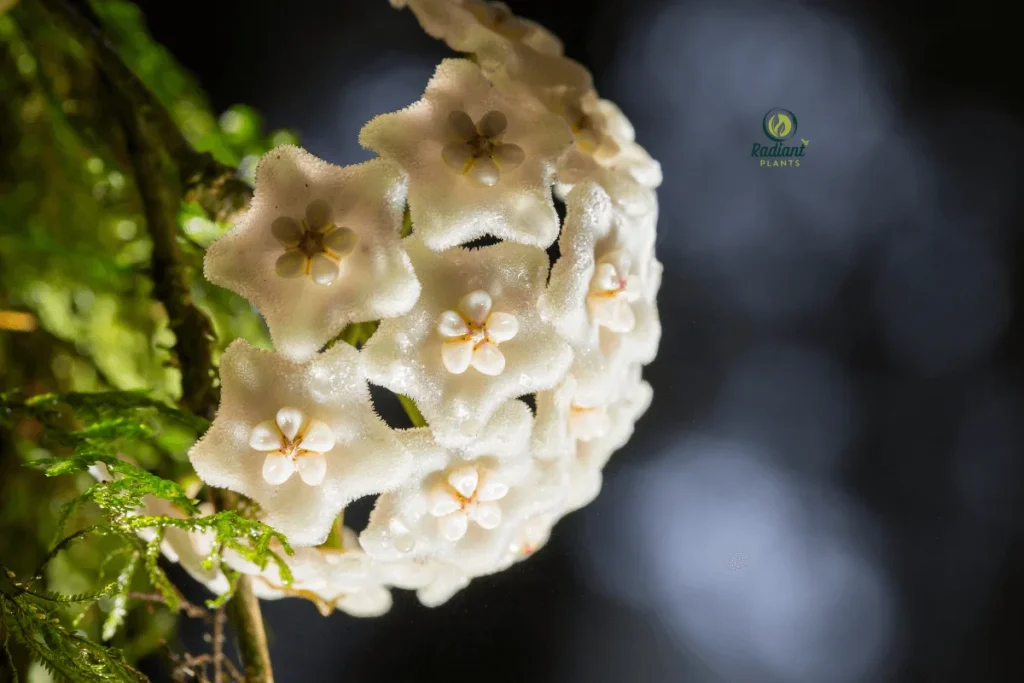 Close-Up of Hoya Plant Leaves