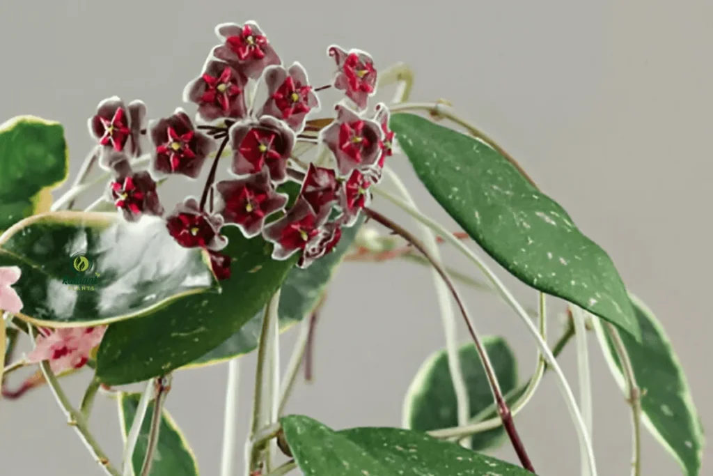Hoya Pubicalyx Blooming Indoors