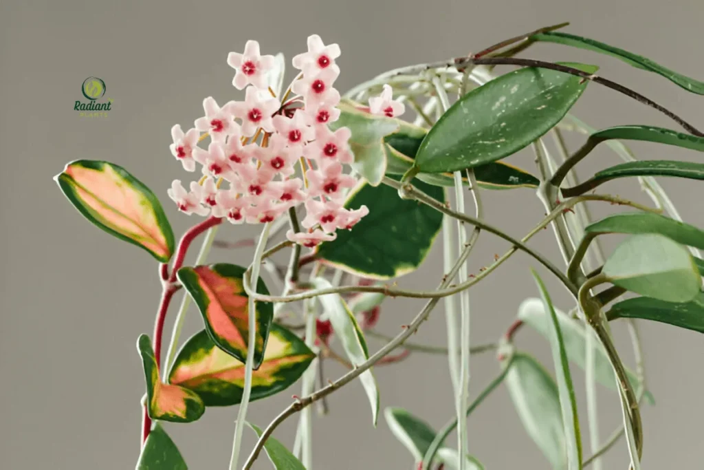 Blooming Hoya Plant in a Modern Pot