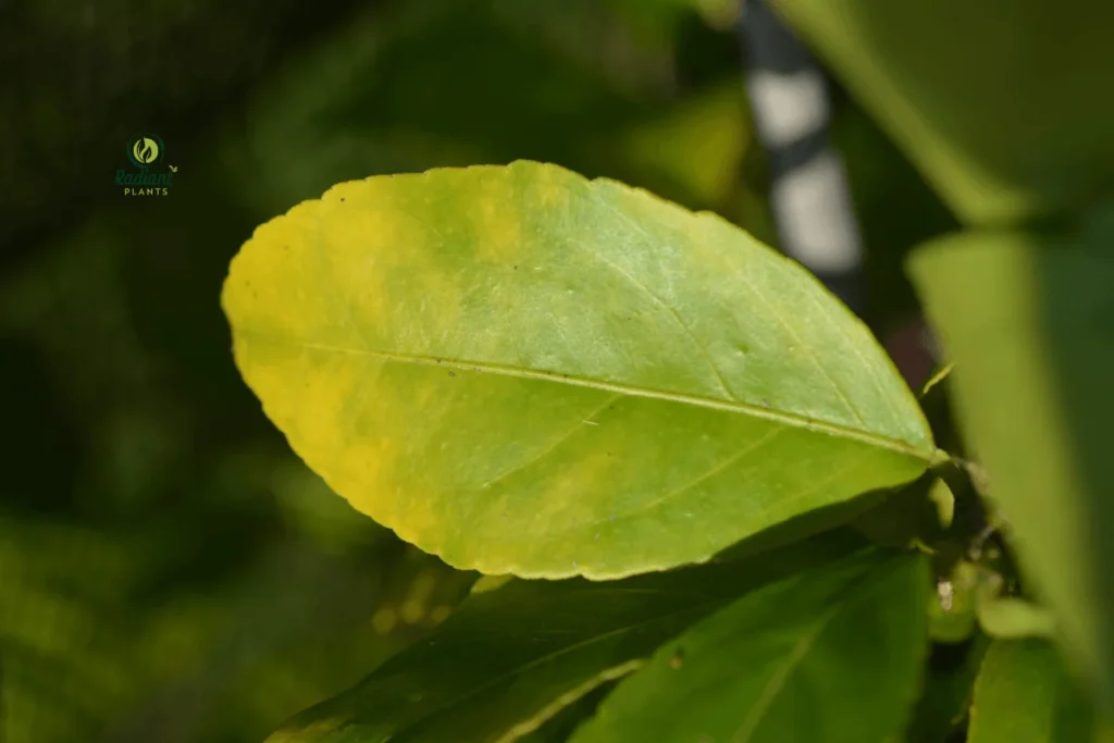 A visual guide showing a plant with healthy green leaves next to one with brown spots, offering tips on how to prevent plant damage.