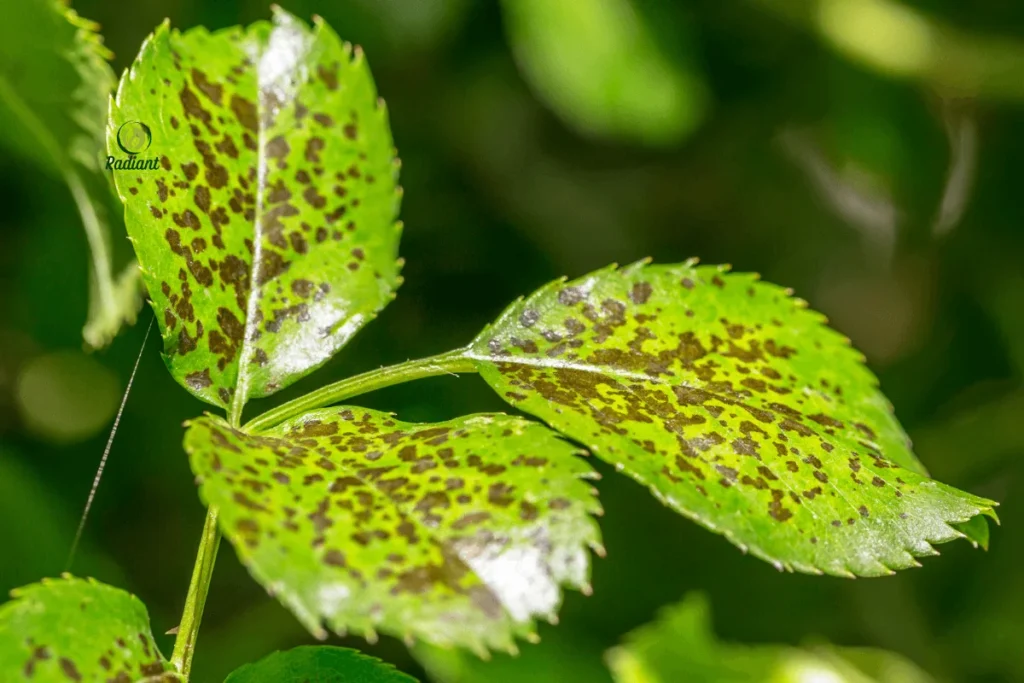 An infographic displaying different reasons why plant leaves develop brown spots, including fungal infections, pests, and environmental factors.