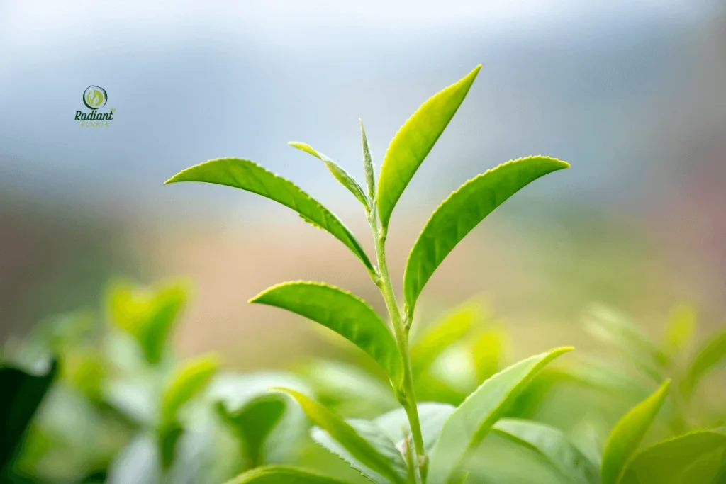 A side-by-side comparison of healthy and damaged plant leaves, demonstrating effective treatments for brown spots caused by various factors.